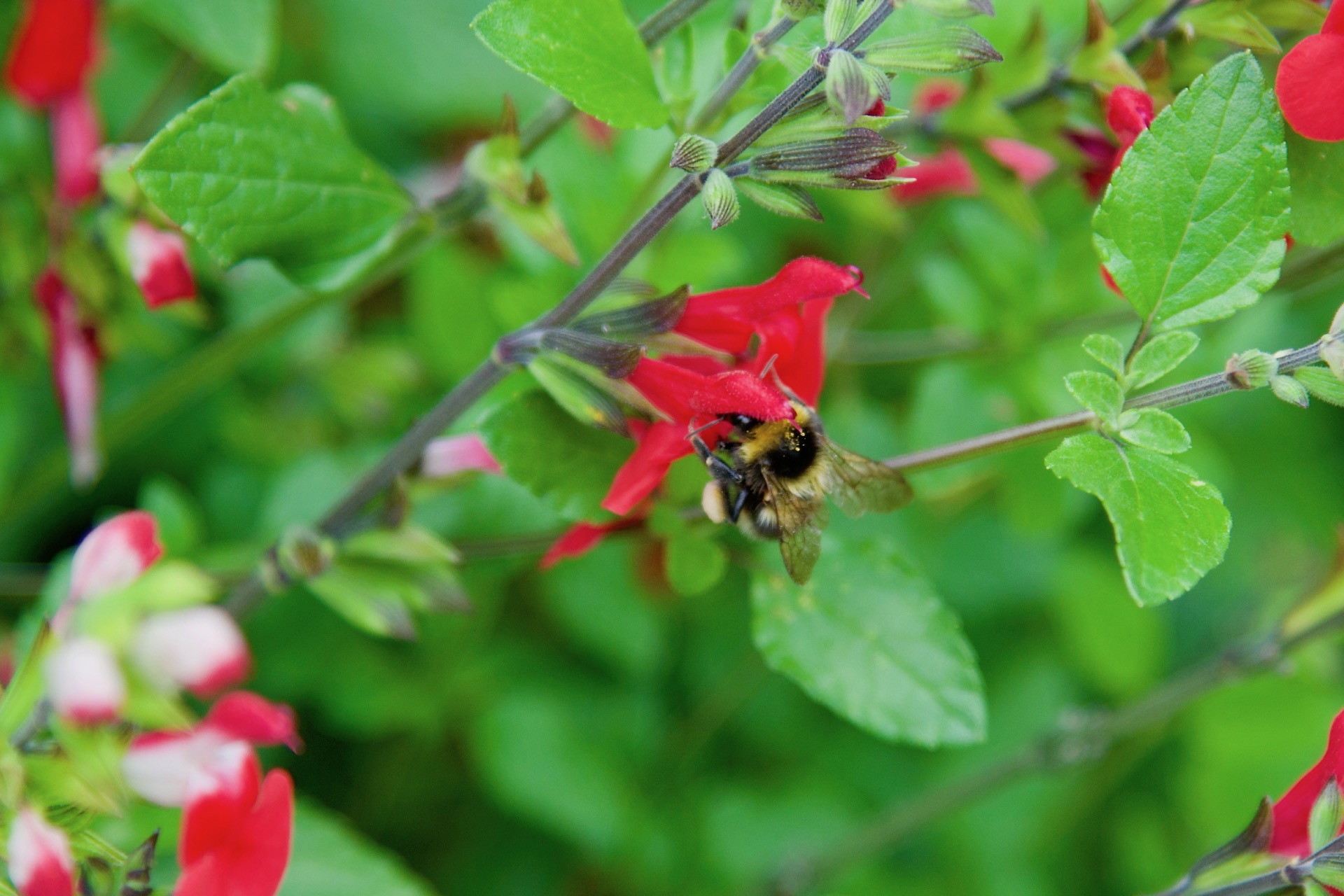 Colour in the Garden