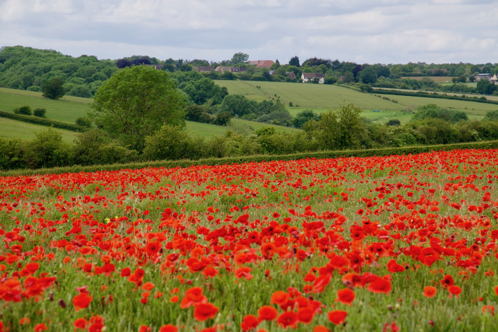 Poppy Fields